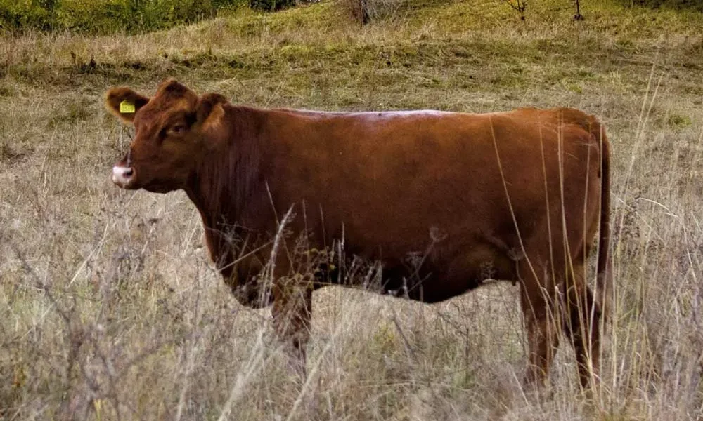 vita black angus prime ferma dobra